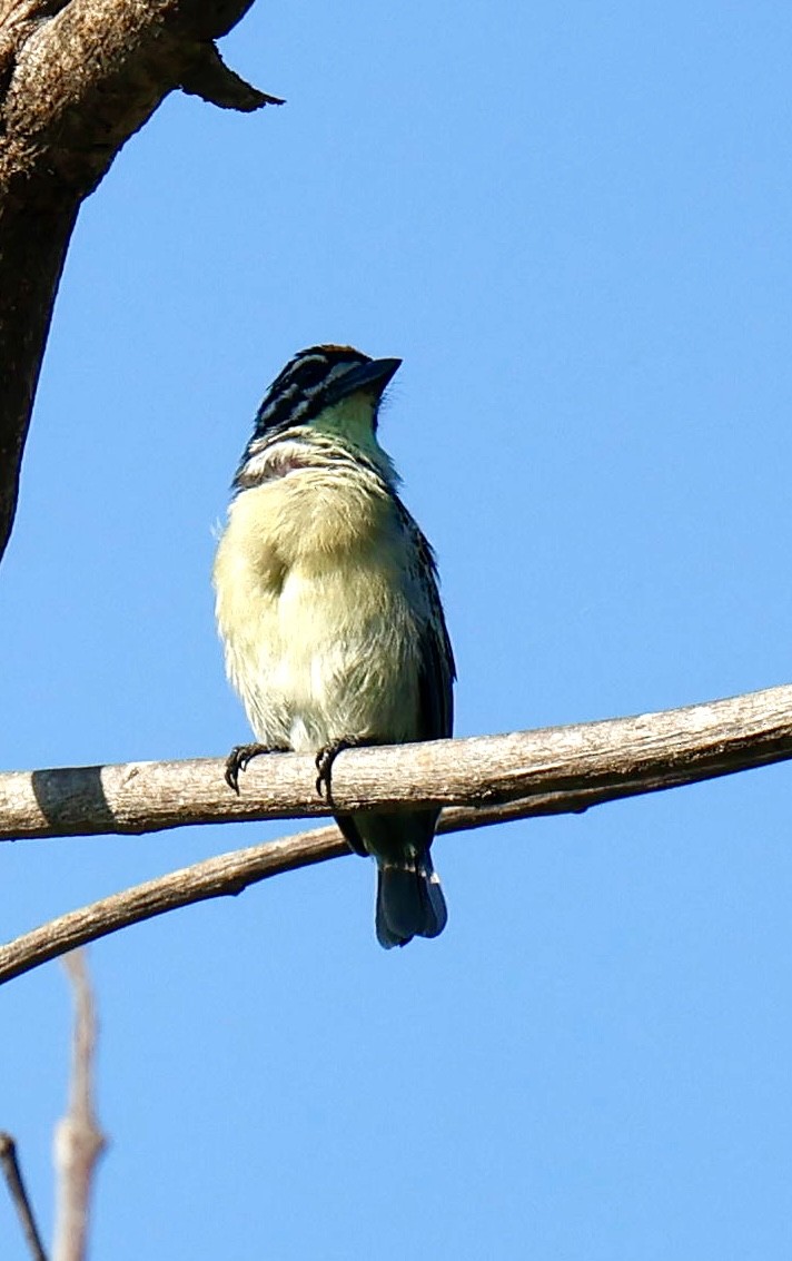 vousáček zlatočelý - ML647006498