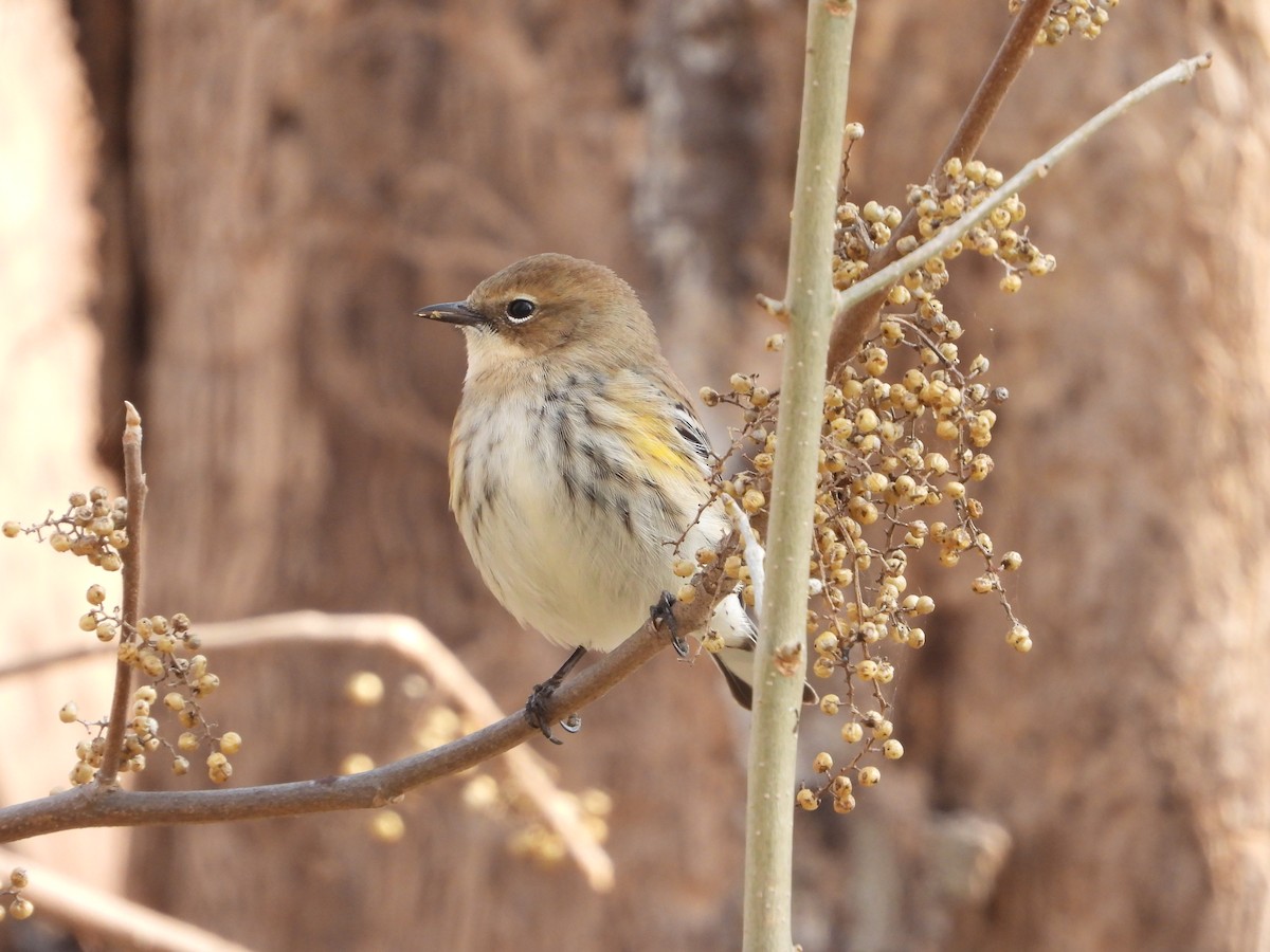 סבכון הכתר - ML647006501