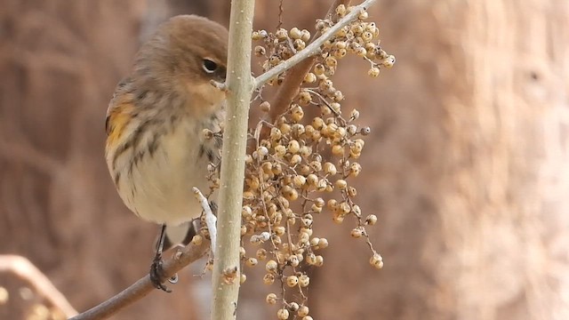 Yellow-rumped Warbler - ML647006502