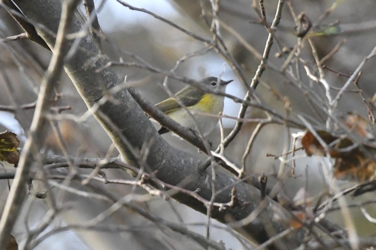 סבכון חכלילי - ML647006503