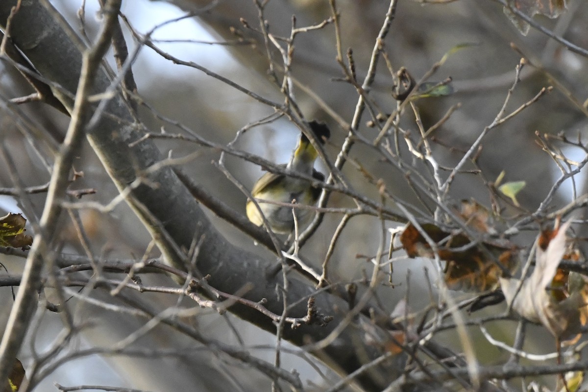 סבכון חכלילי - ML647006504