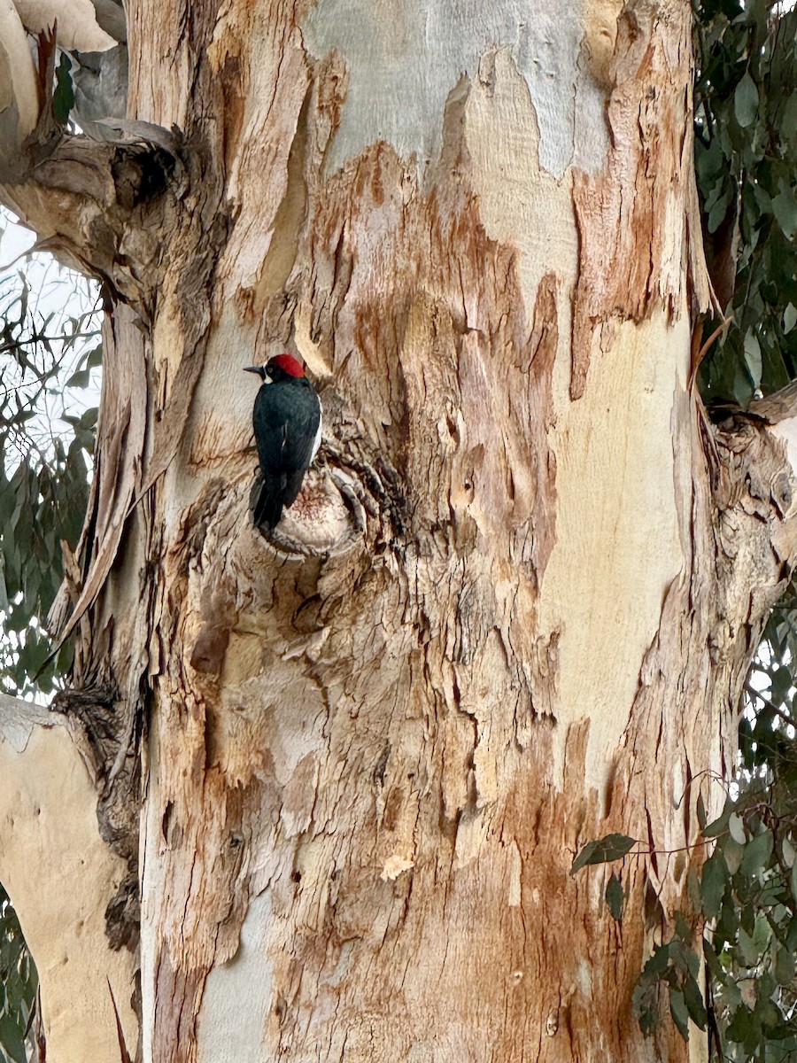 Acorn Woodpecker - ML647006506
