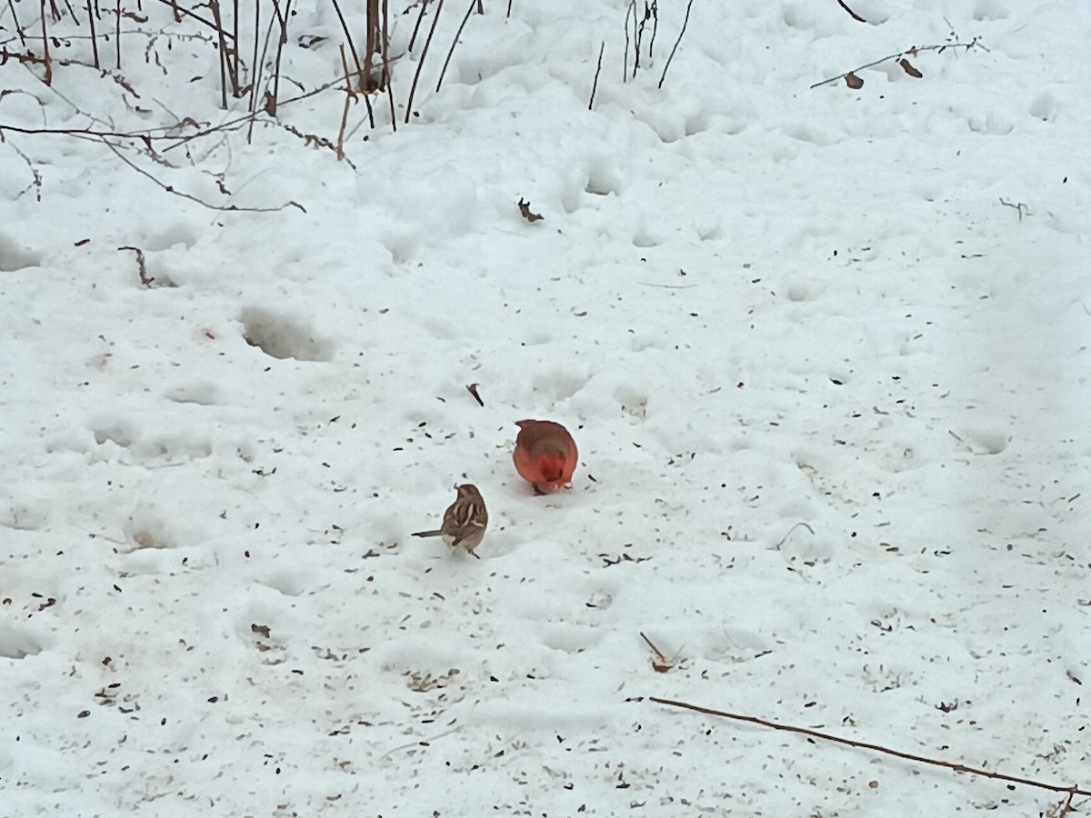 American Tree Sparrow - ML647006509
