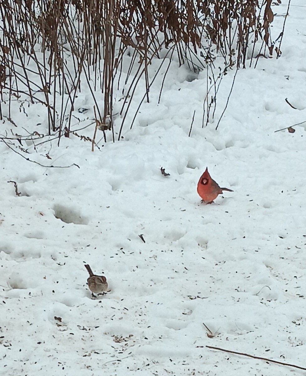 American Tree Sparrow - ML647006510