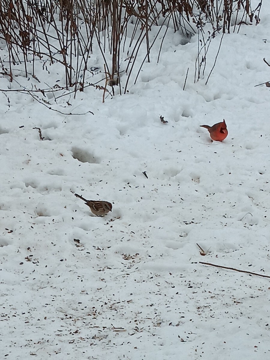 American Tree Sparrow - ML647006511