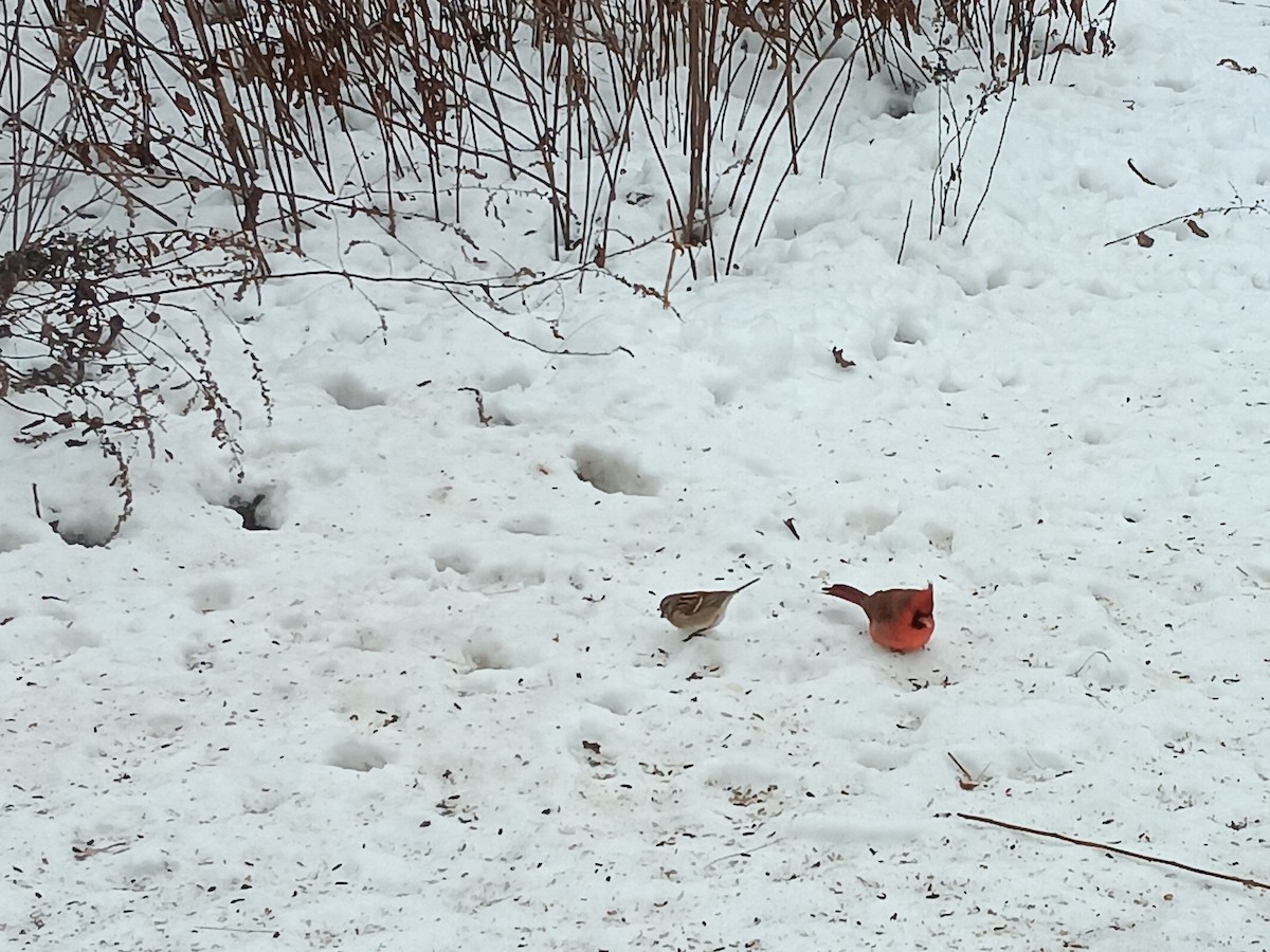 American Tree Sparrow - ML647006512