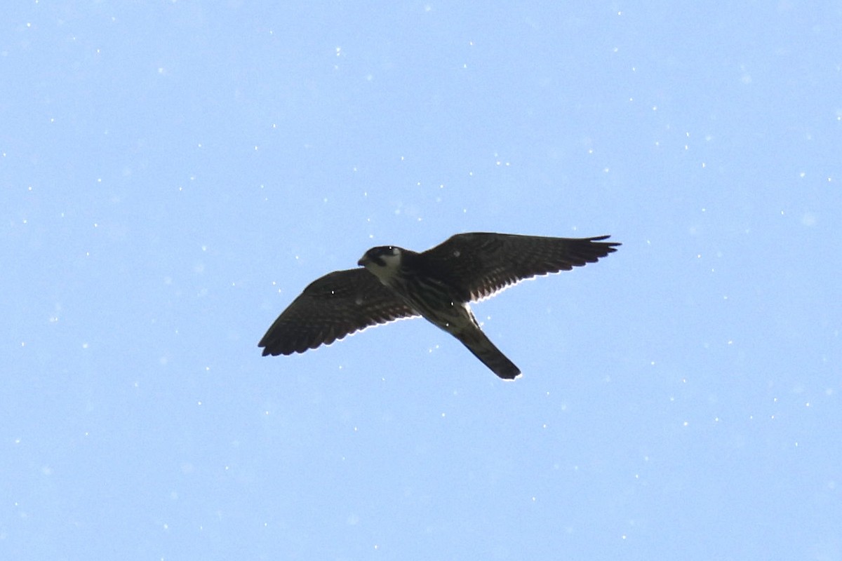 Eurasian Hobby - ML647006513