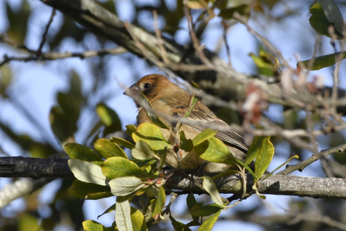 Mavi Çinte - ML647006516