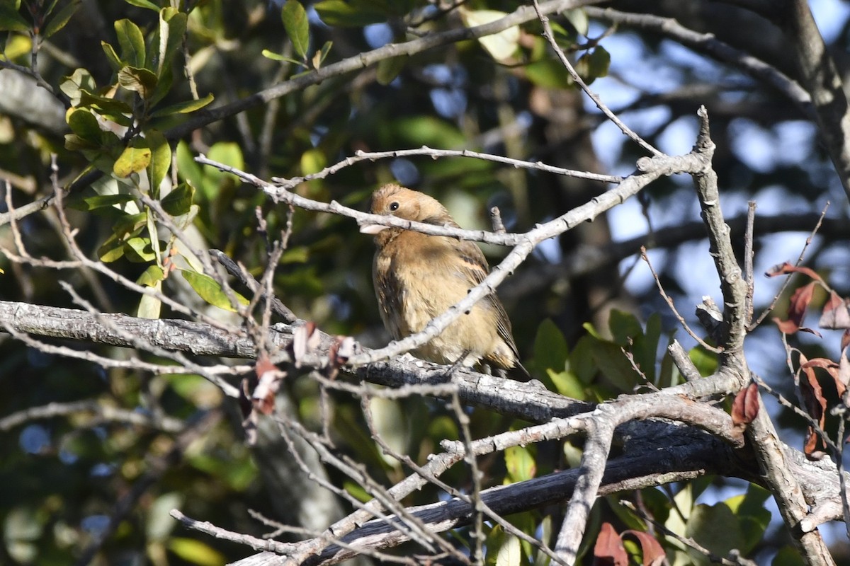 Mavi Çinte - ML647006518