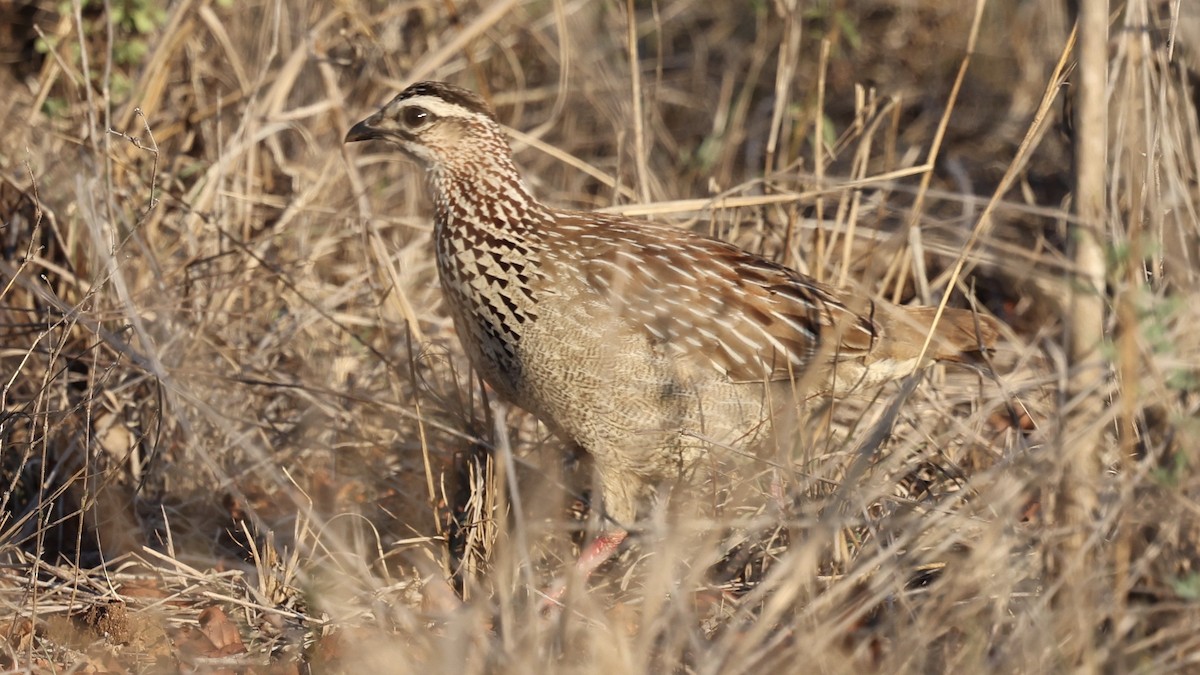 Турач чубатий - ML647006526