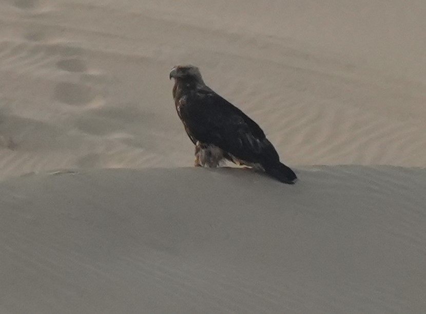 Águila Imperial Oriental - ML647006536