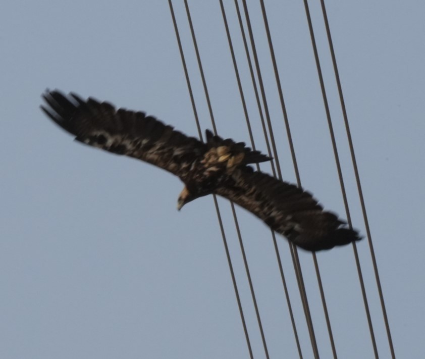 Águila Imperial Oriental - ML647006537