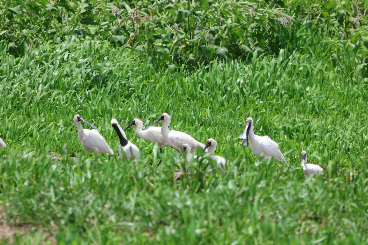 Косар королівський - ML647006539