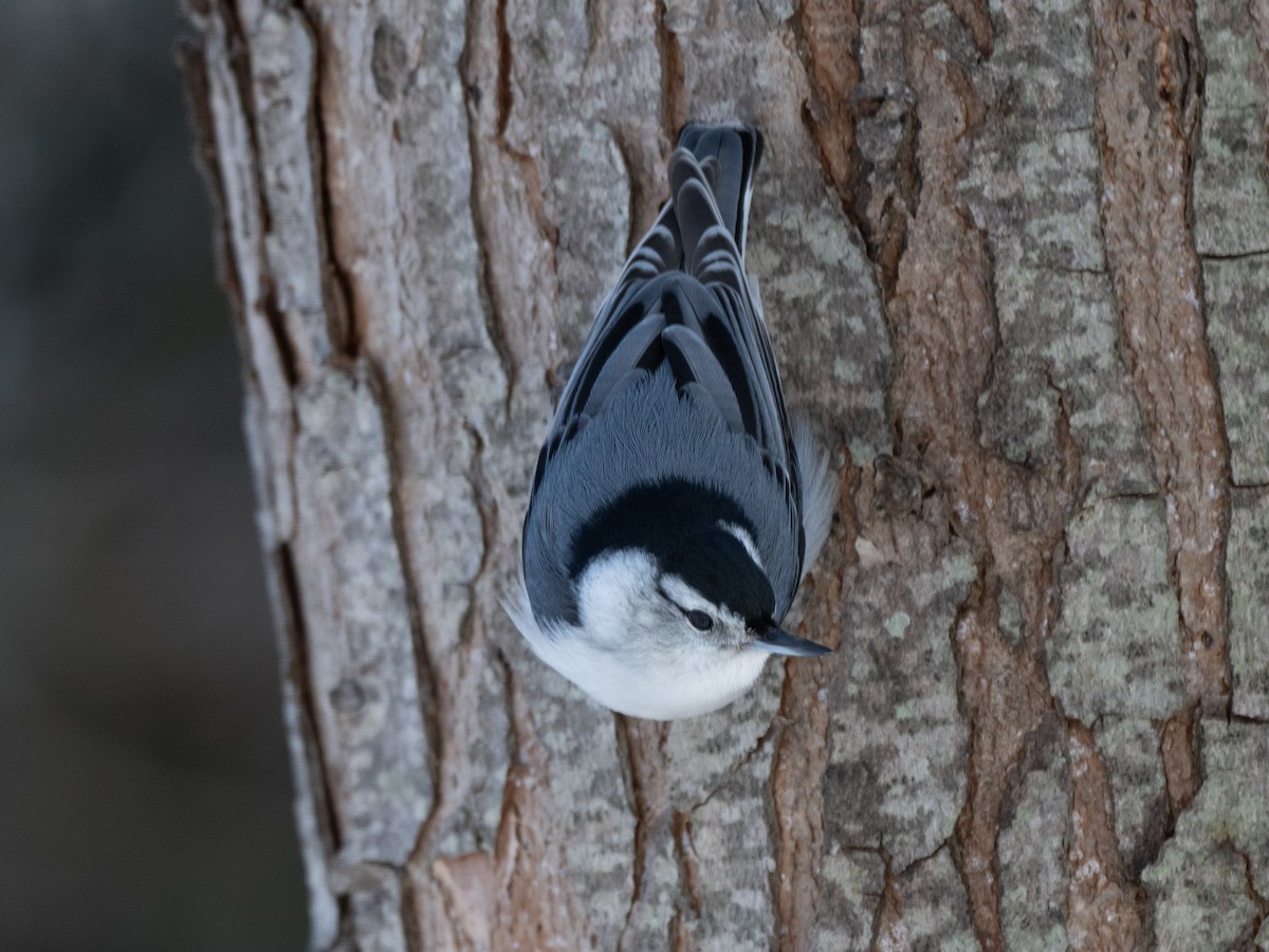 brhlík běloprsý - ML647006541