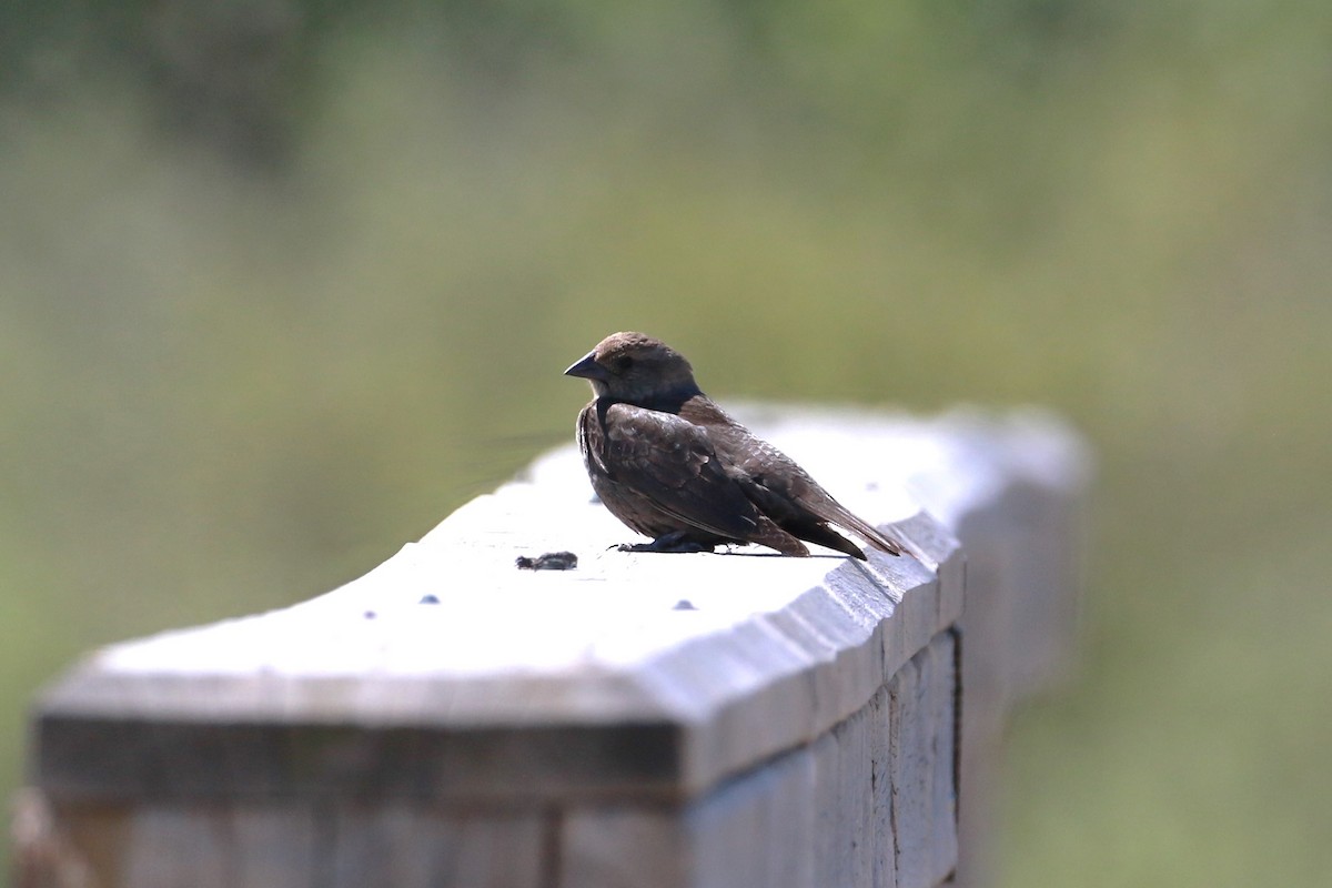 Braunkopf-Kuhstärling - ML647006545