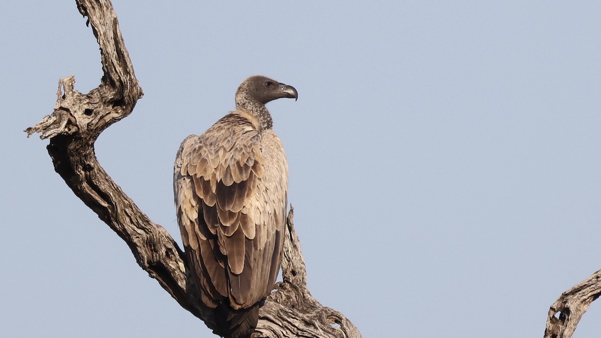 Сип африканський - ML647006546