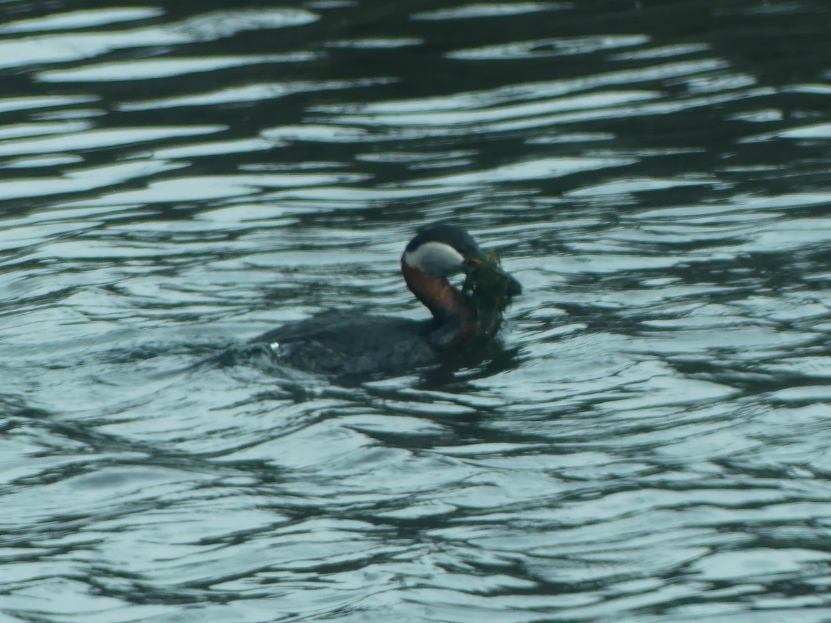 Somormujo Cuellirrojo - ML647006555