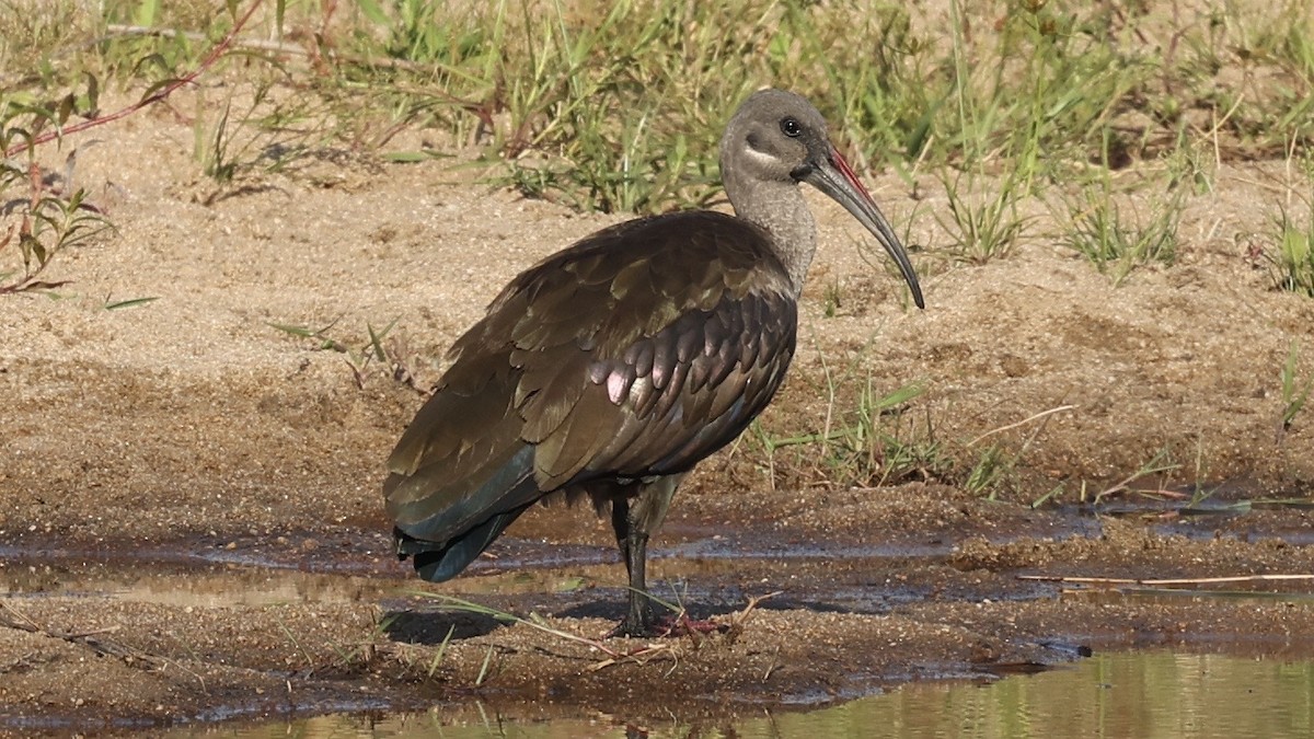 Гагедаш - ML647006556