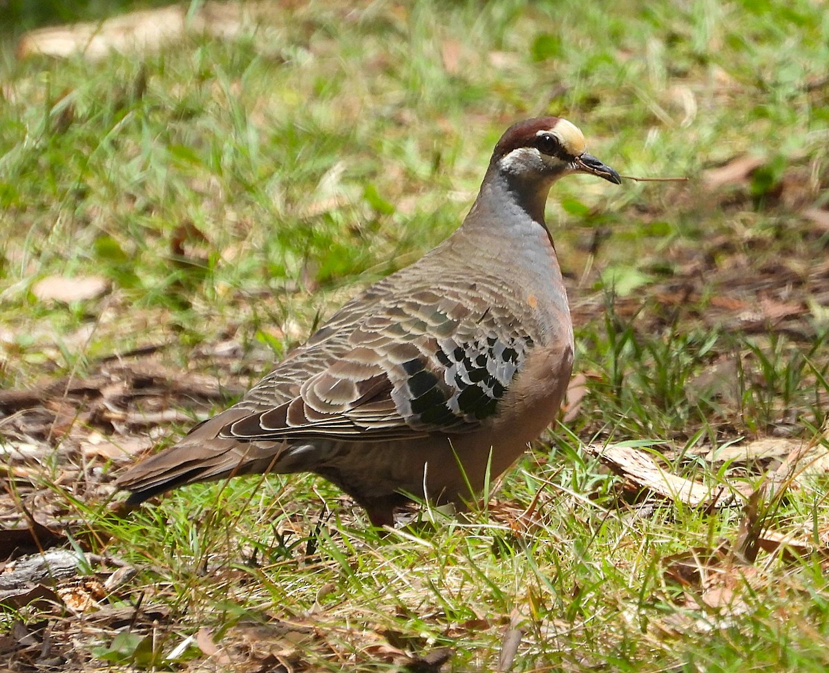 Common Bronzewing - ML647006562