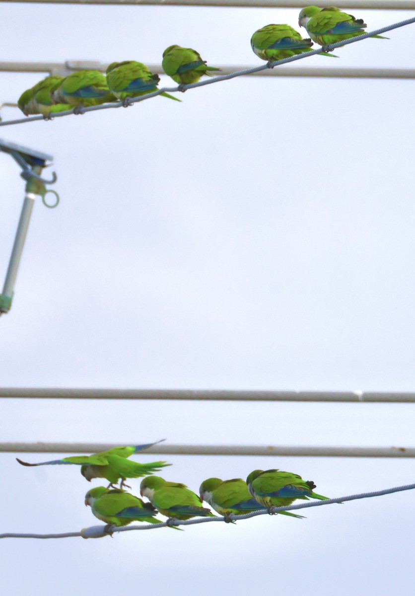 Калита сіроволий - ML647006563