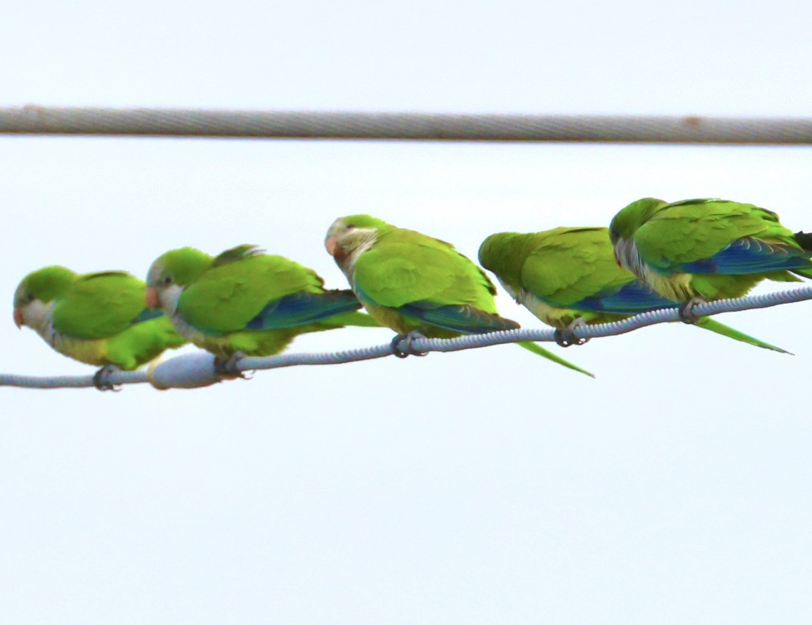 Калита сіроволий - ML647006564