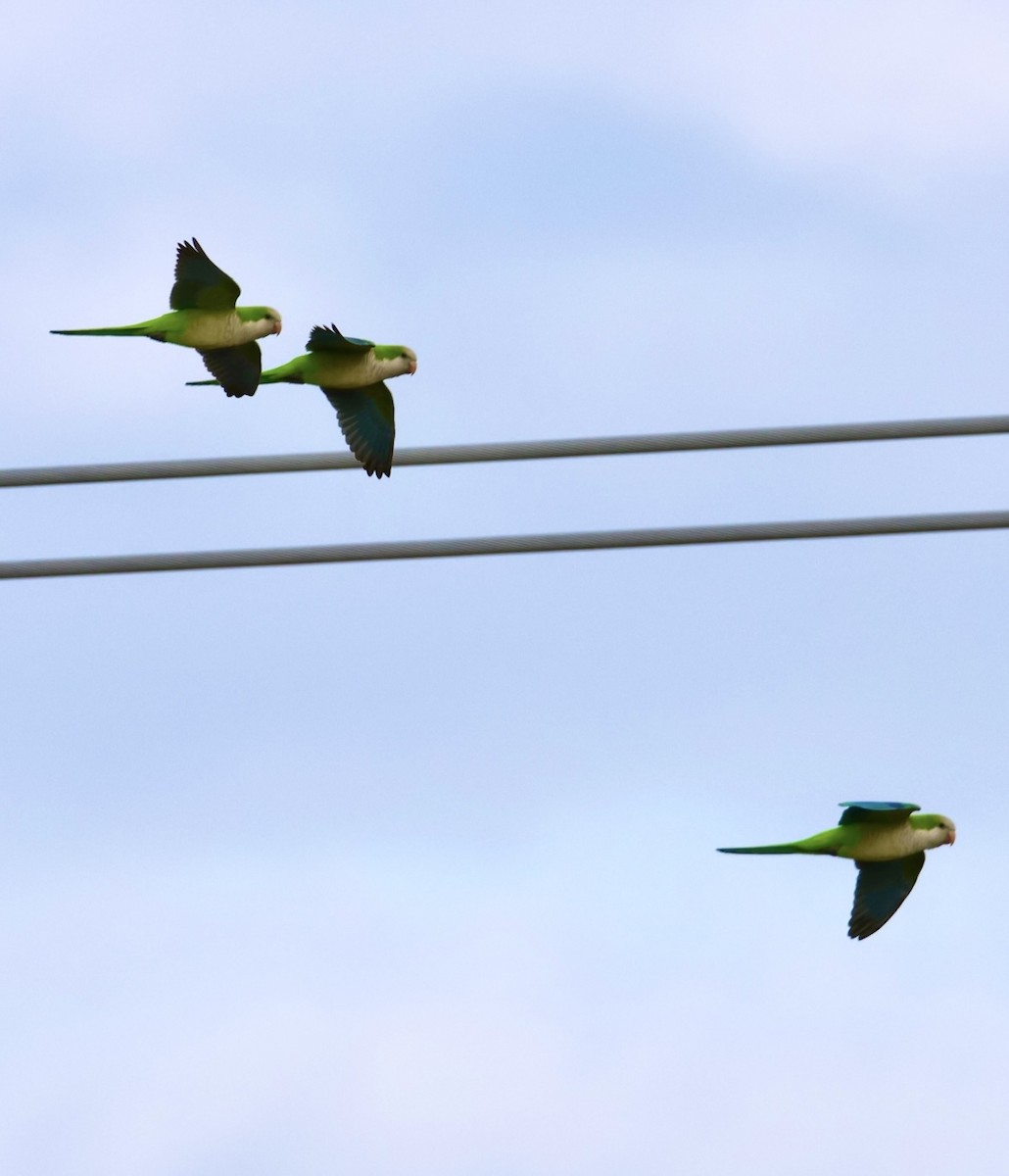 Калита сіроволий - ML647006565