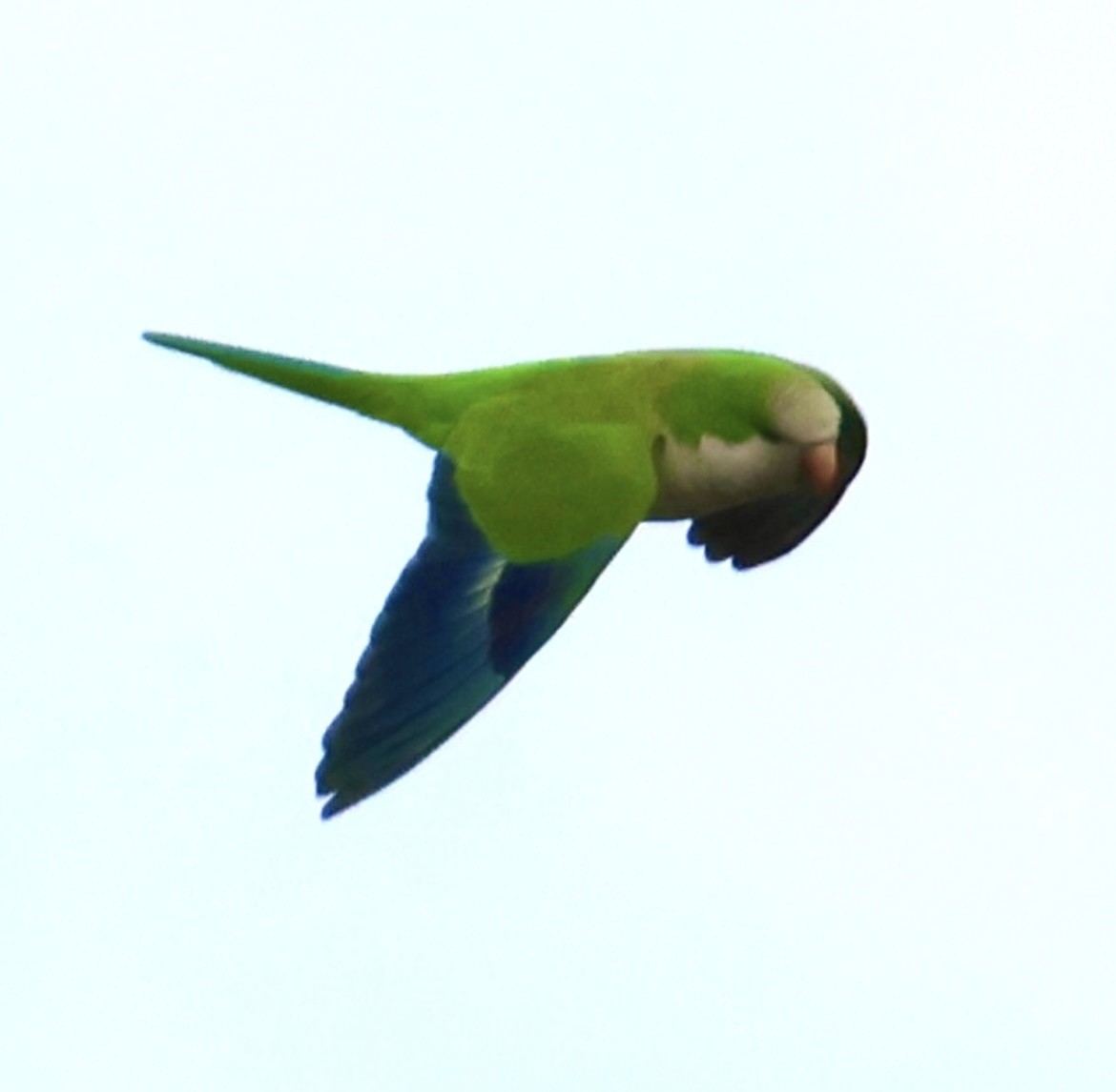 Калита сіроволий - ML647006566