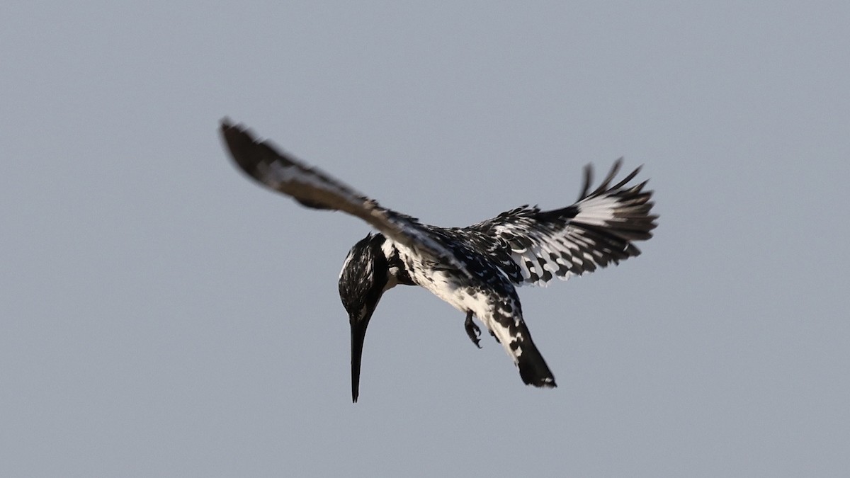 Рибалочка строкатий - ML647006567