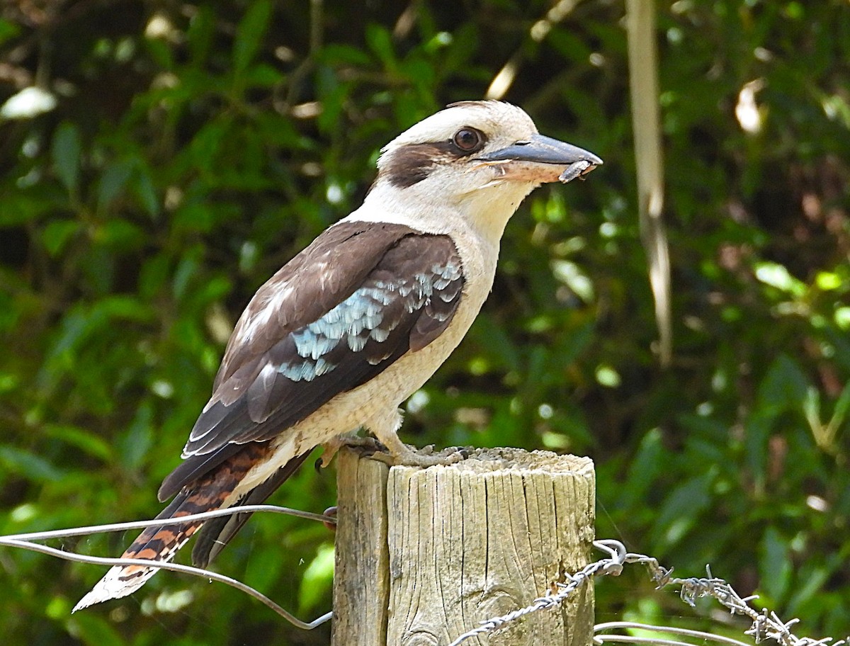 Laughing Kookaburra - ML647006568