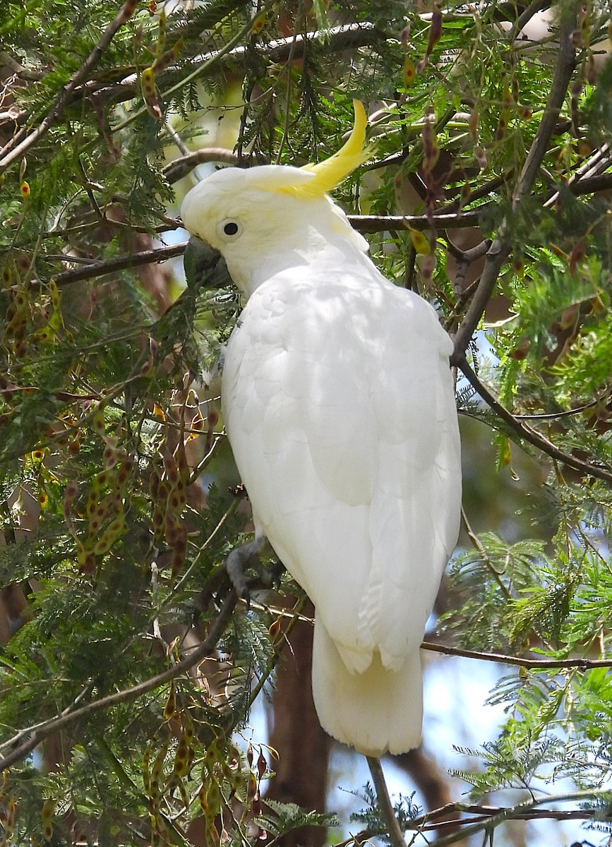 Sulphur-crested Cockatoo - ML647006574