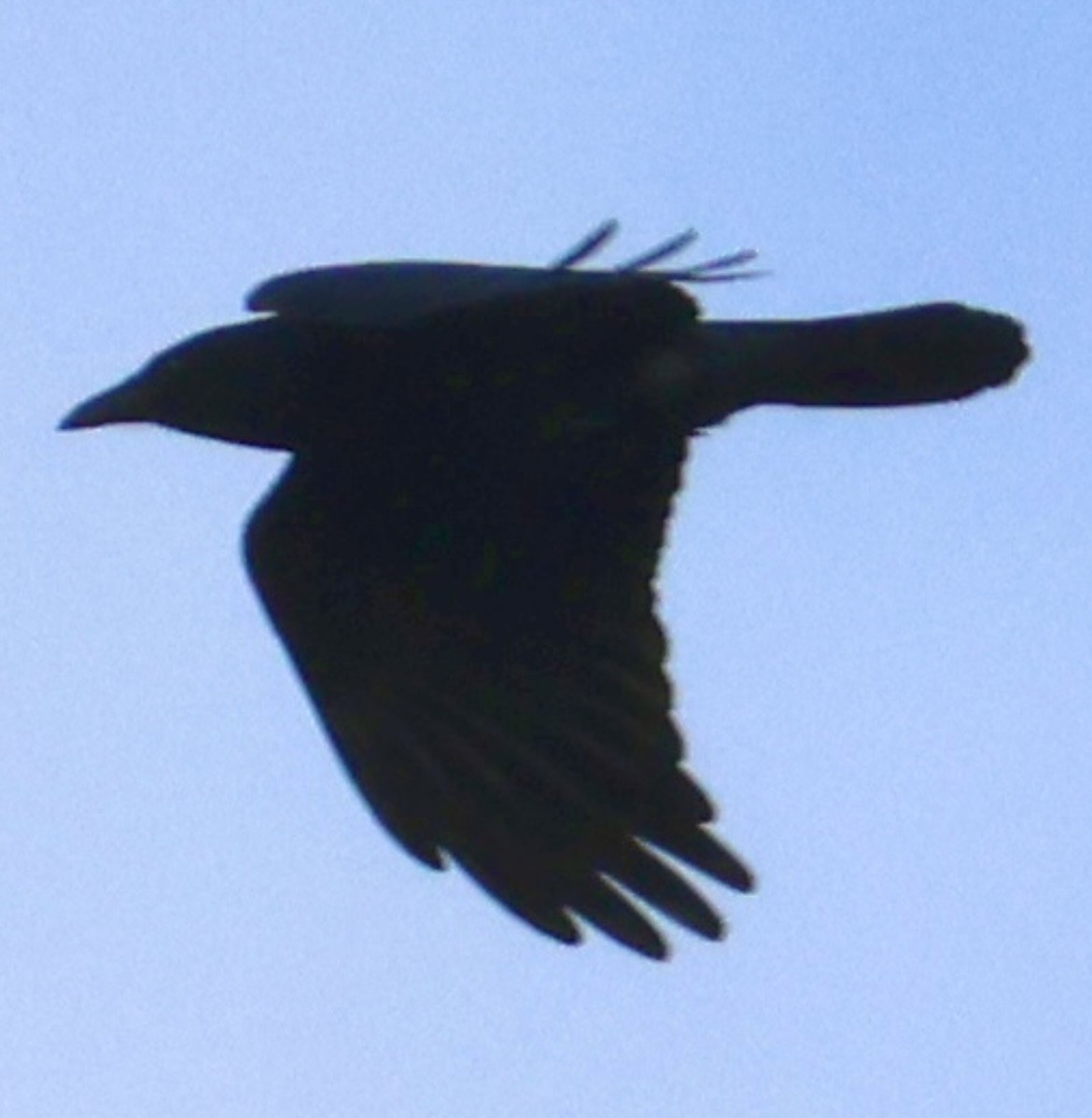 Balıkçı Karga - ML647006577