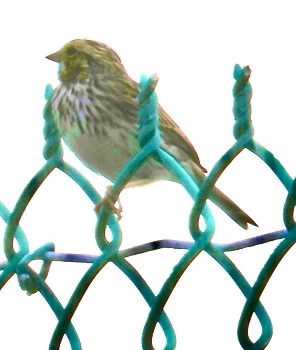 Savannah Sparrow - ML647006580