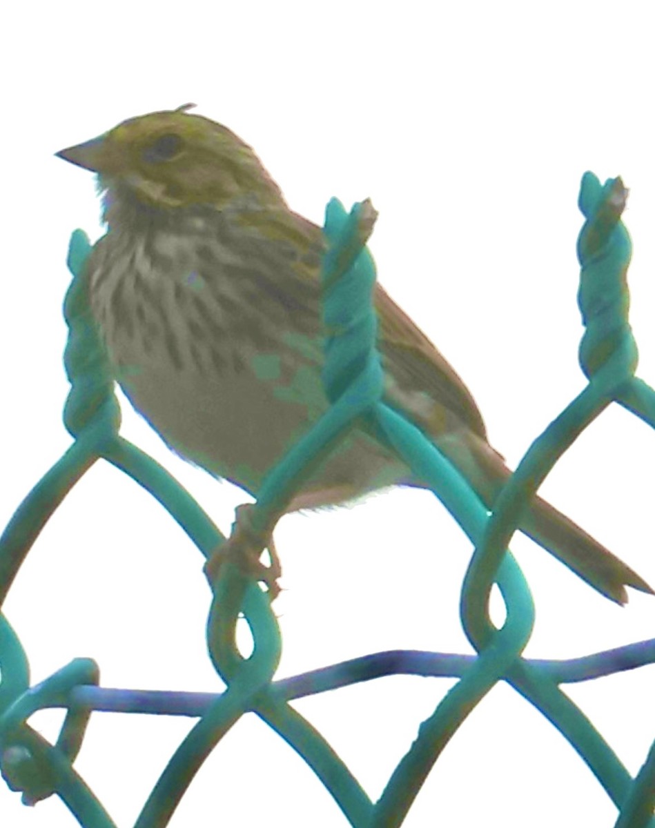 Savannah Sparrow - ML647006581