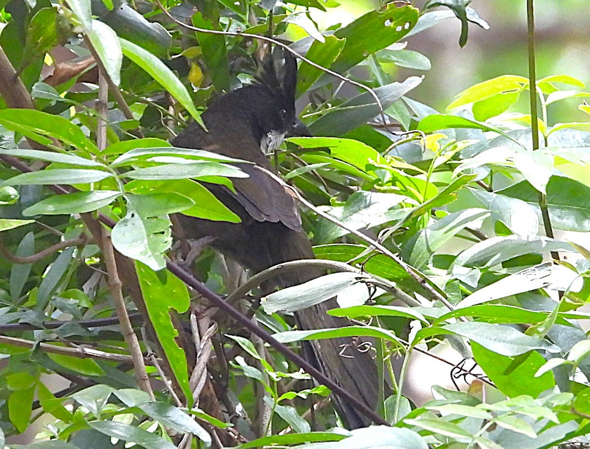 Eastern Whipbird - ML647006584