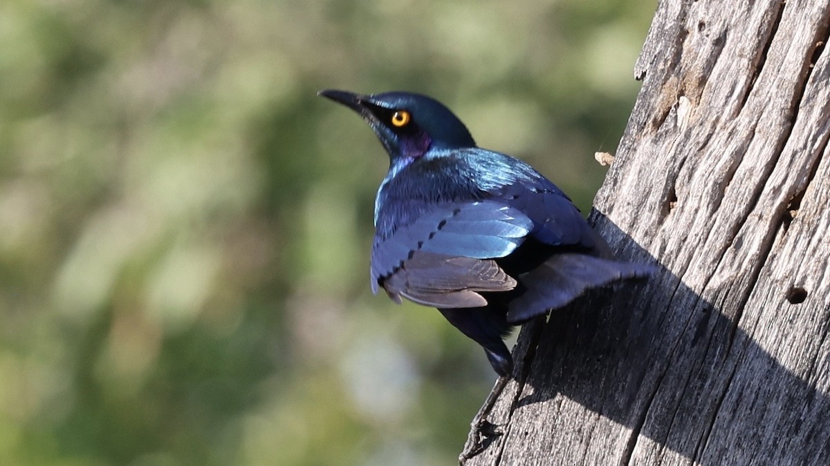 Мерл зелений - ML647006594