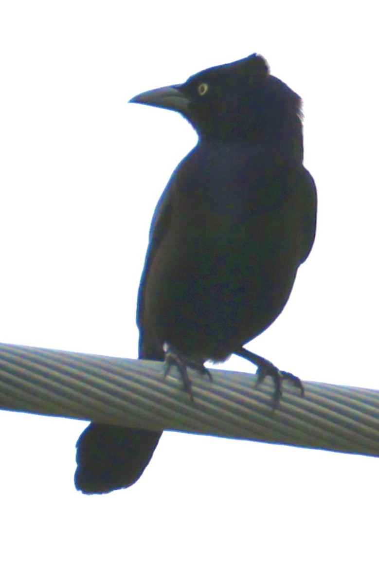 Quiscale bronzé - ML647006595