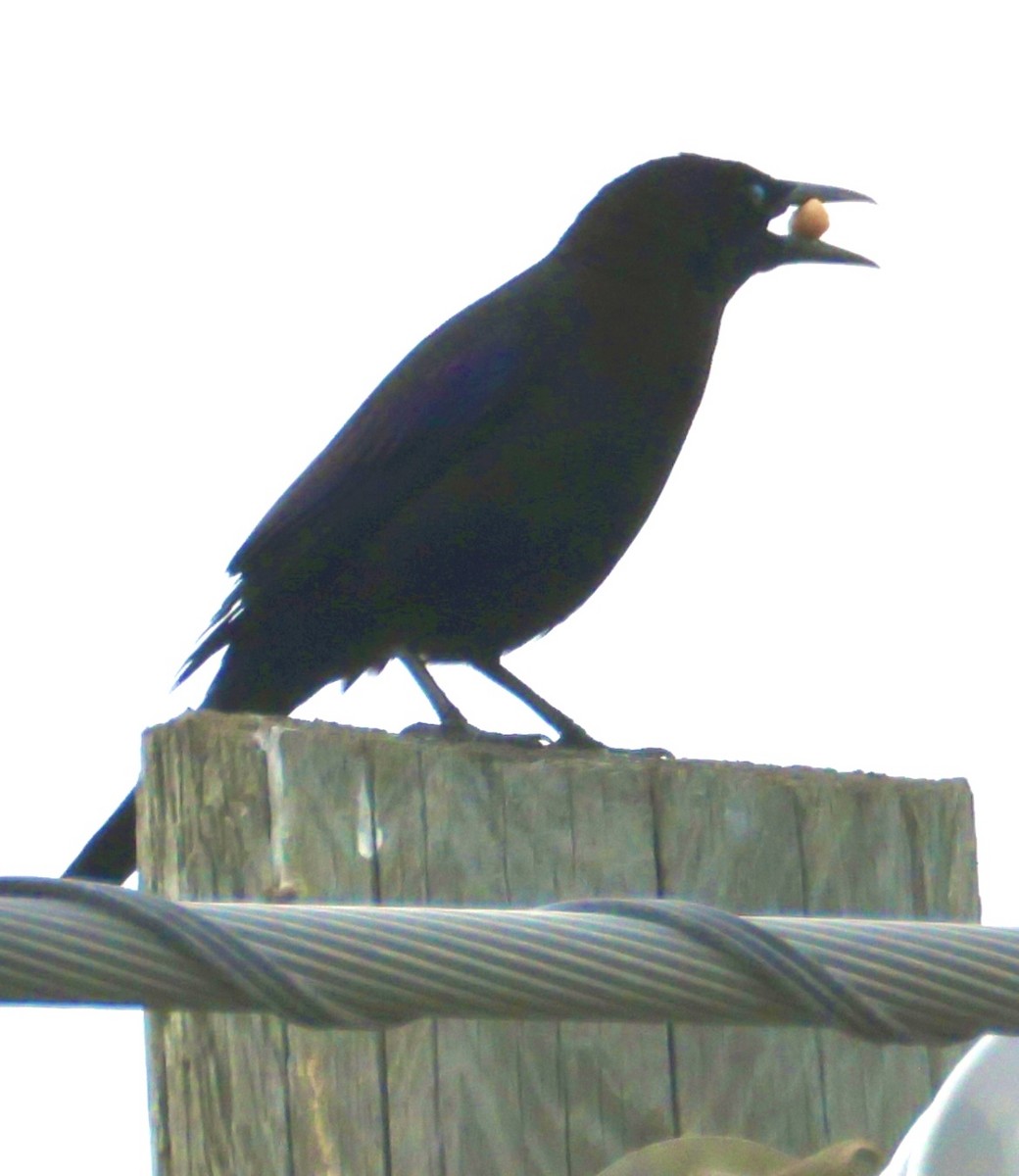 Quiscale bronzé - ML647006596