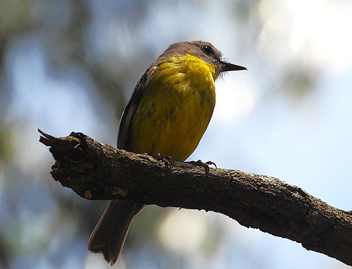 Eastern Yellow Robin - ML647006597