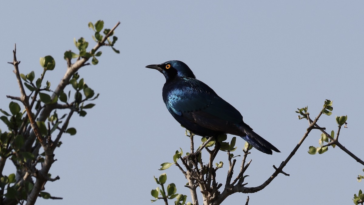 Мерл зелений - ML647006600