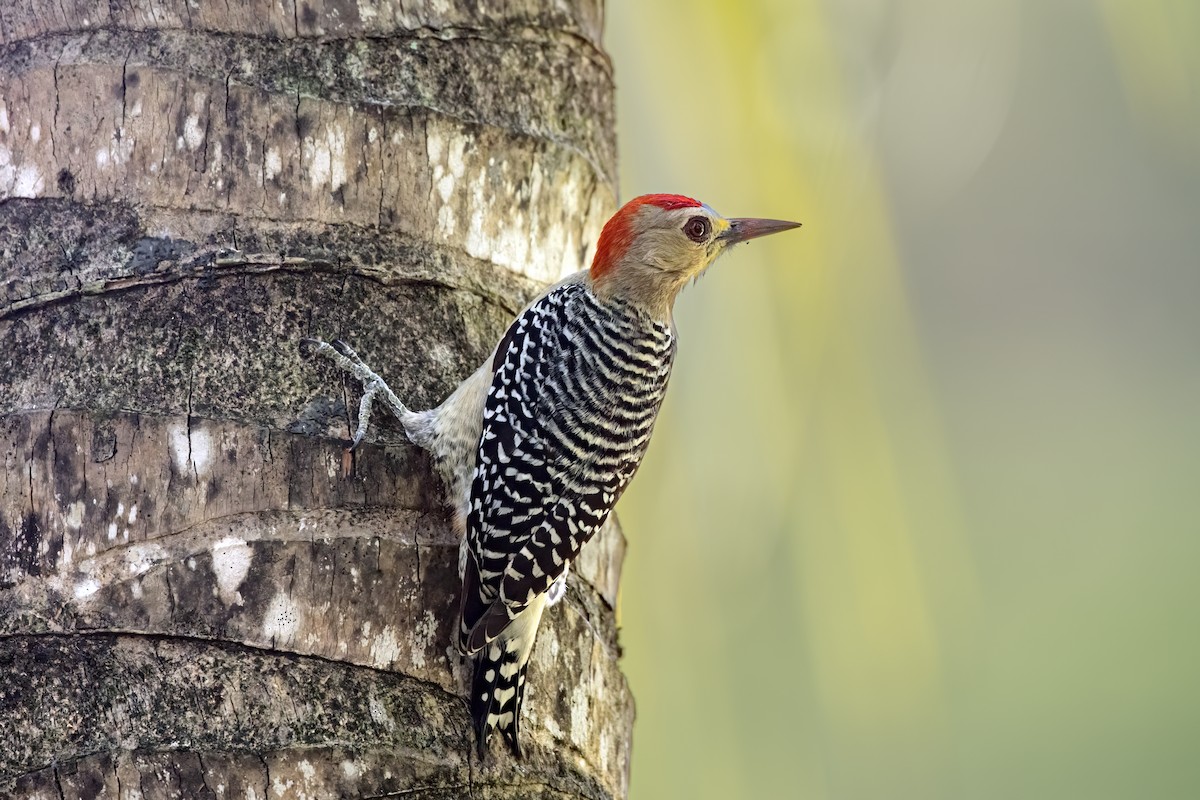 Pic à couronne rouge - ML647006602