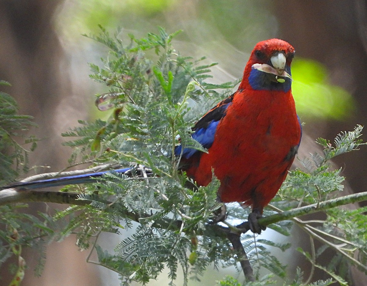 Crimson Rosella - ML647006603