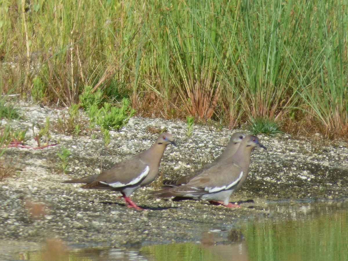 White-winged Dove - Tarra Lindo