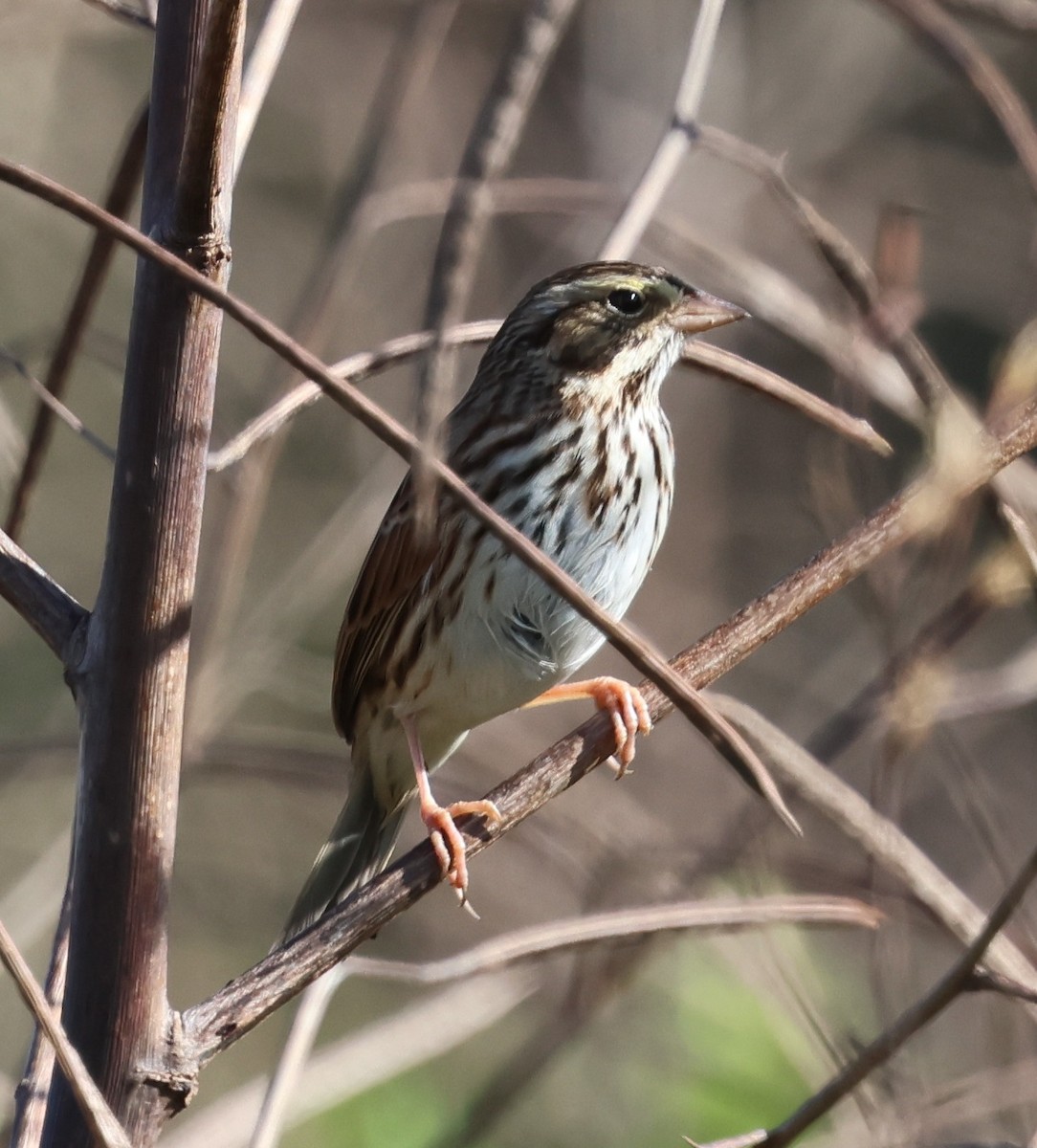 Savannah Sparrow - ML647006620