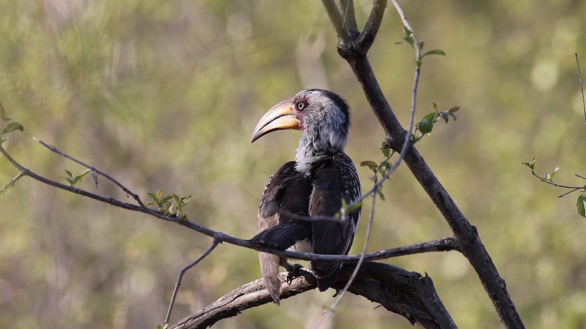 Токо намібійський - ML647006629