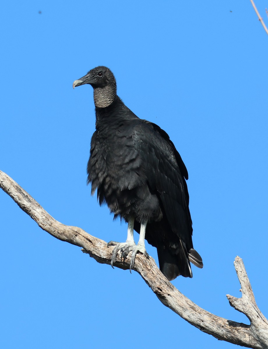 Чёрная катарта - ML647006642