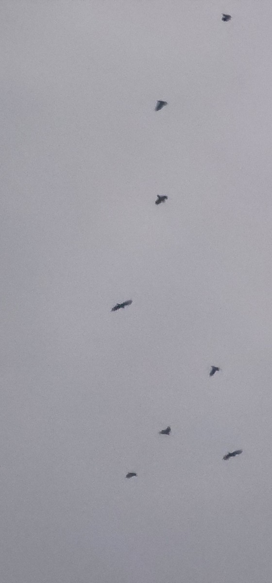 Ekin Kargası - ML647006646