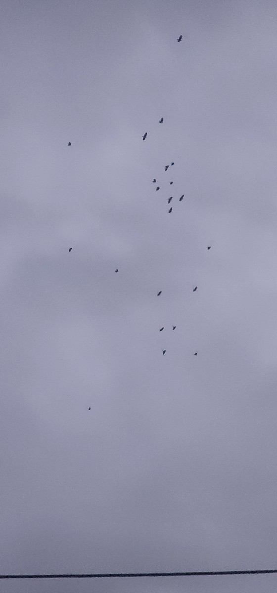 Ekin Kargası - ML647006647