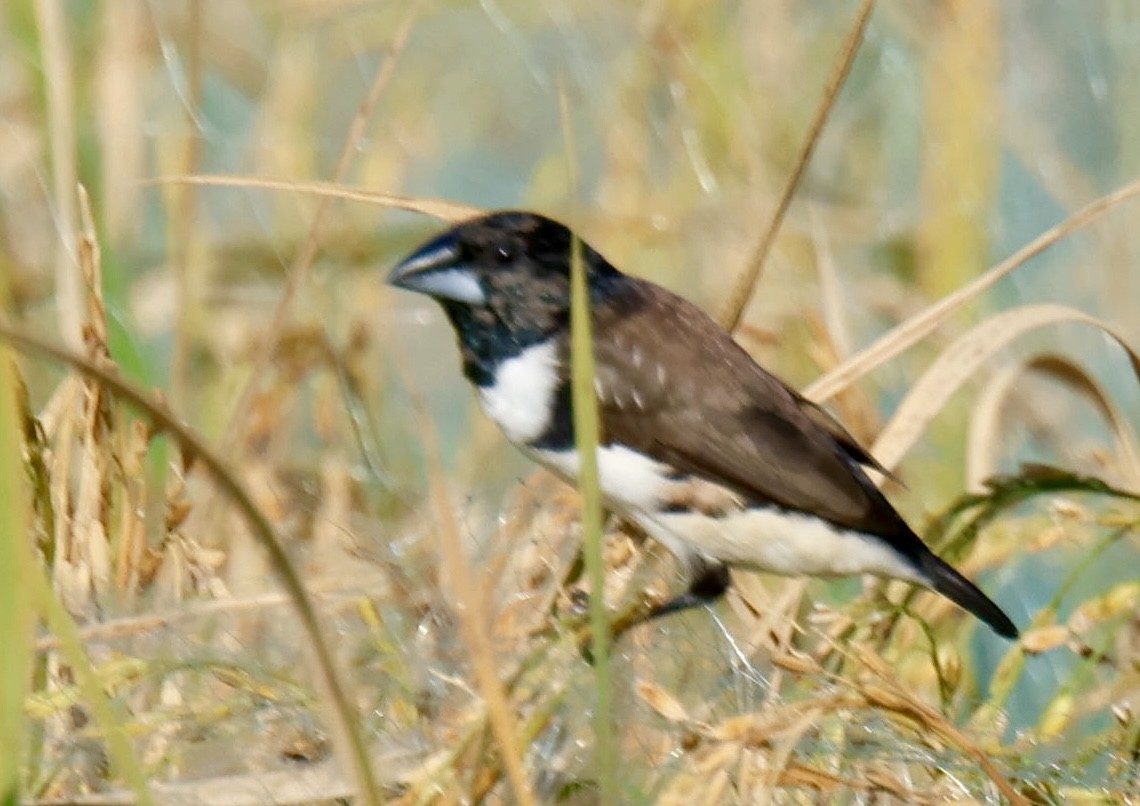 Magpie Mannikin - ML647006649