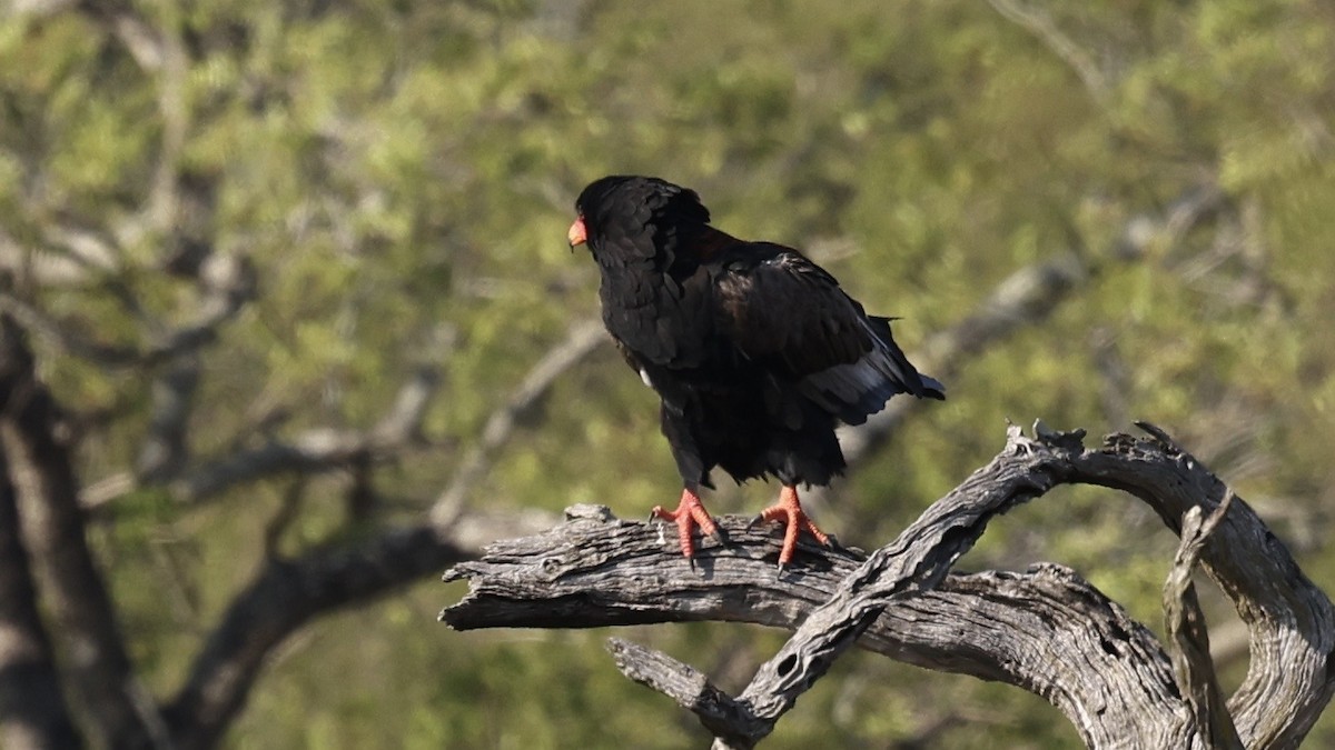 Орел-блазень - ML647006650