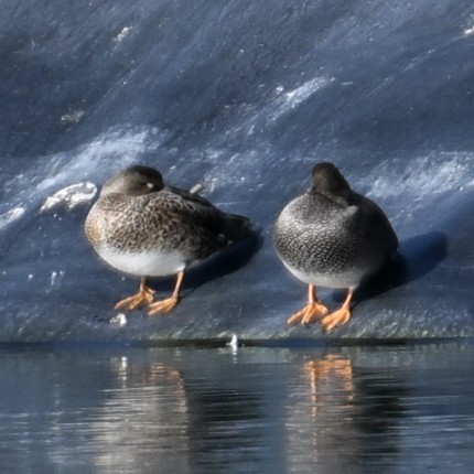 オカヨシガモ - ML647006655